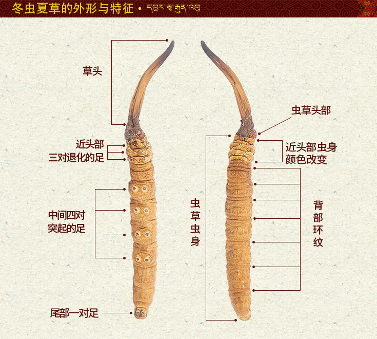 ���x(ch��ng)�Ĳ����Ďׂ�(g��)�M�ɲ���,���x(ch��ng)�Ĳݸ��M�ɲ��ֵķQ�������Q