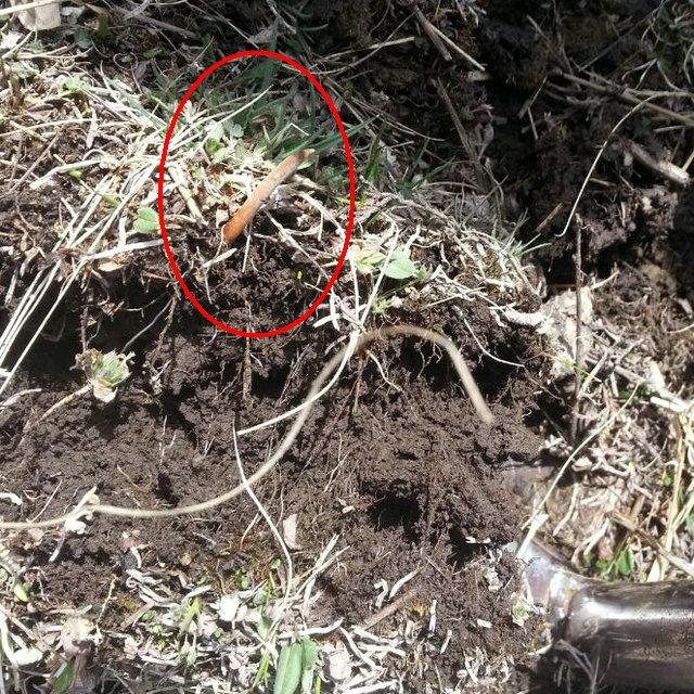 ���r���x�Ĳ�,���r���x�ĲݵĘ���,���r�x��