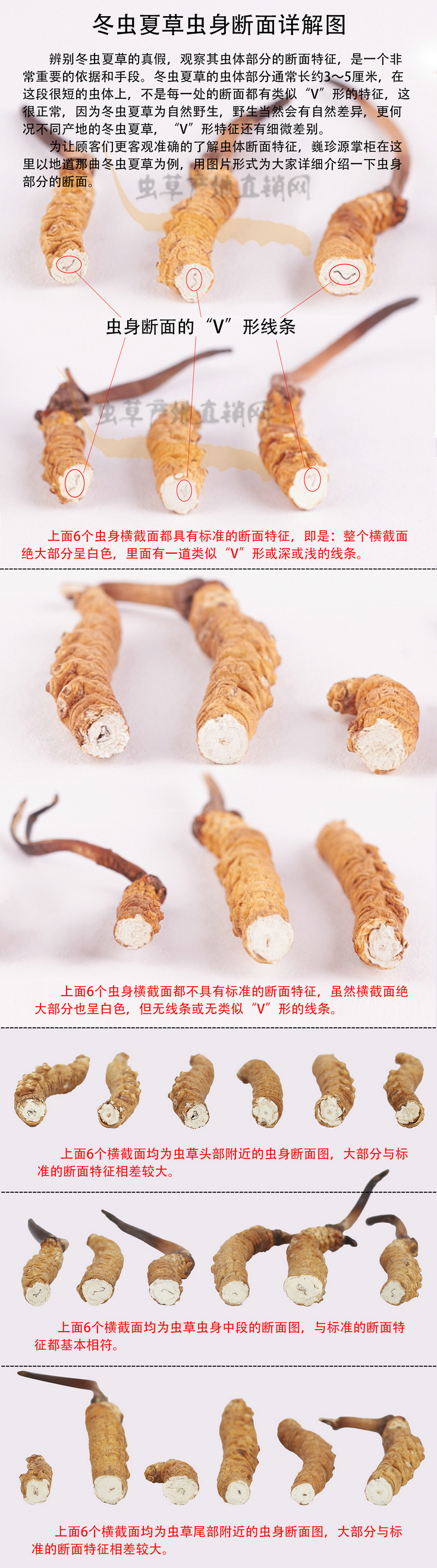 ���x�Ĳݔ�����ʲô����,���x�Ĳݔ���DƬ,���x�Ĳݔ�����ʲô�֘ӵ�������,